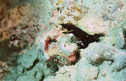 Sipadan_2015_Murene ruban_Rhinomuraena quaesita_IMG_2764_rc